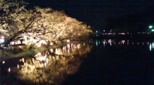 夜桜＠臥竜公園